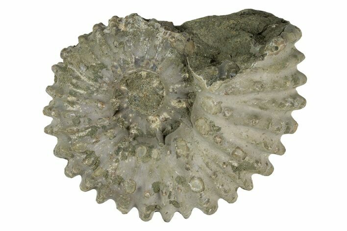 Bumpy Ammonite (Douvilleiceras) Fossil - Madagascar #247937